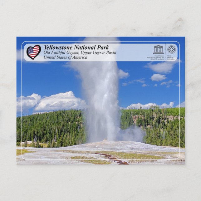 Yellowstone Nationalpark - Alter treuer Geyser Postkarte (Vorderseite)