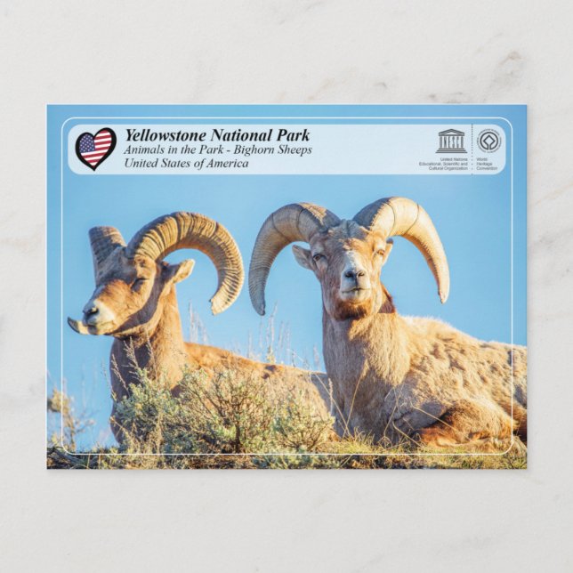Yellowstone Nationalpark - Bighorn Sheep Postkarte (Vorderseite)