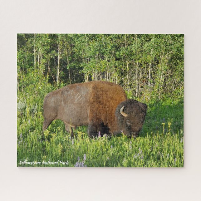 Yellowstone Nationalpark Bison (Horizontal)