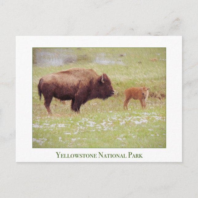 Yellowstone Nationalpark - Bison and Calf Postkarte (Vorderseite)