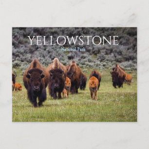 Yellowstone-Nationalpark Bison Büffel Postkarte