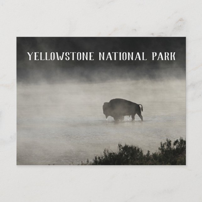 Yellowstone Nationalpark, Bison in Lake, Wyoming Postkarte (Vorderseite)