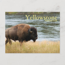 Yellowstone Nationalpark, Bison Postcard Postkarte