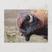 Yellowstone-Nationalpark-Bisons