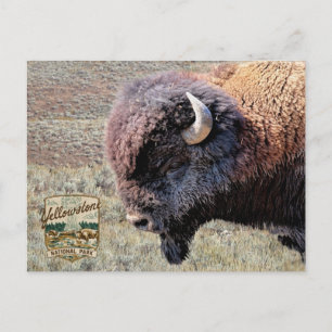 Yellowstone-Nationalpark-Bisons Postkarte