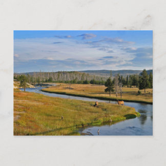 Yellowstone Nationalpark, Elch, Postkarte