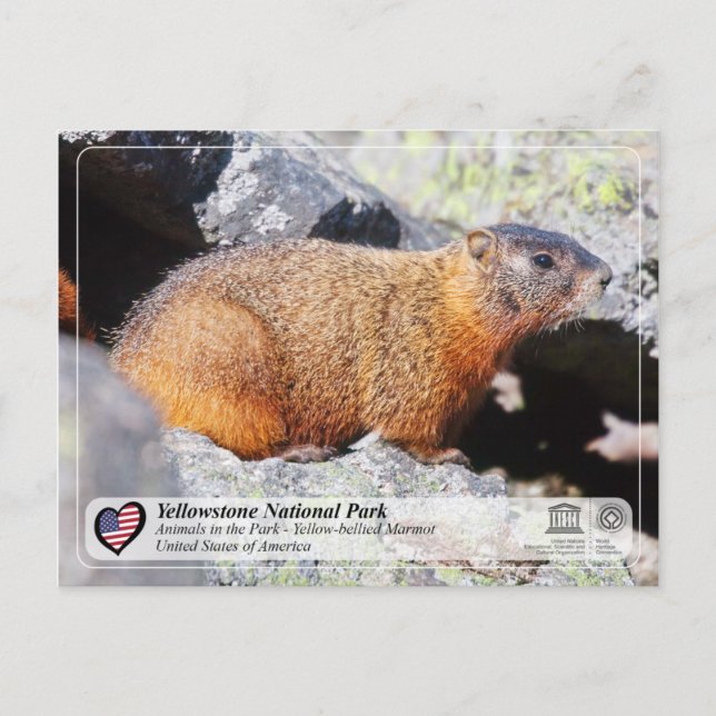 Yellowstone-Nationalpark - Gelbbbaucher-Marmot Postkarte (Vorderseite)