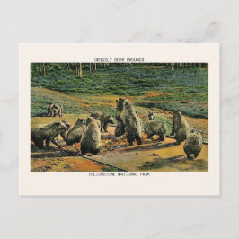 Yellowstone Nationalpark Grizzly Bären Grounds Postkarte