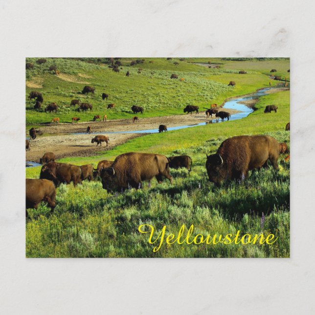 Yellowstone Nationalpark Postcard Postkarte (Vorderseite)
