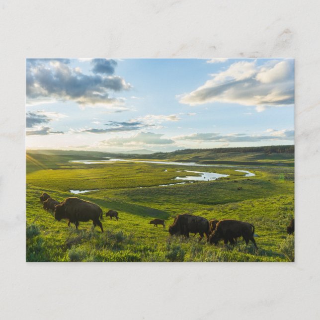 Yellowstone Nationalpark Postcard Postkarte (Vorderseite)