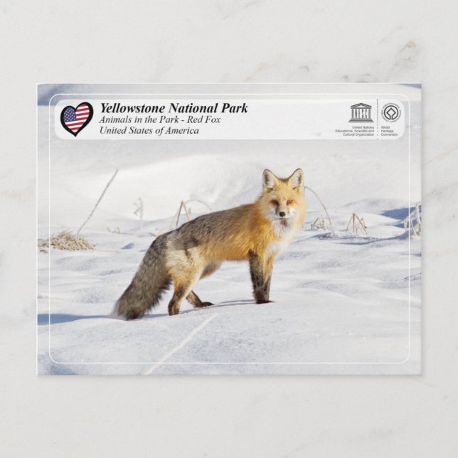 Yellowstone Nationalpark - Red Fox Postkarte (Vorderseite)