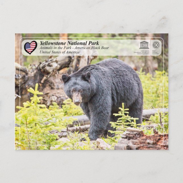 Yellowstone Nationalpark - Schwarzer Bär Postkarte (Vorderseite)