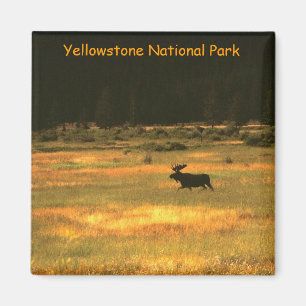 Yellowstone Nationalpark Stier-Elch-Magnet Magnet