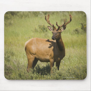Yellowstone Nationalpark USA, Wyoming, Elch Mousepad