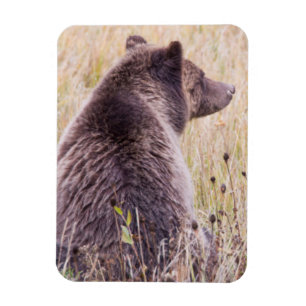 Yellowstone Nationalpark USA, Wyoming, Graubär 2 Magnet