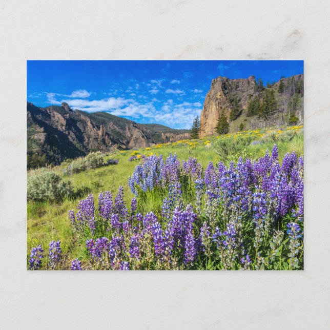 Yellowstone Nationalpark Wildblumen Landschaft Postkarte (Vorderseite)