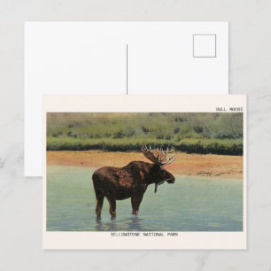 Yellowstone Nationalpark Wyoming BULL MOOSE Postkarte