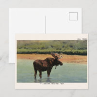 Yellowstone-Nationalpark Wyoming BULLENELCH