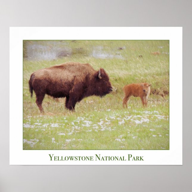 Yellowstone Nationalparkposter mit Bison & Calf Poster (Vorne)