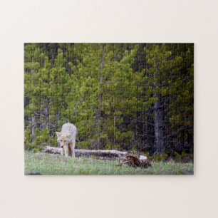 Yellowstone - Neugierige Coyote - 11x14 - 252 Stk.