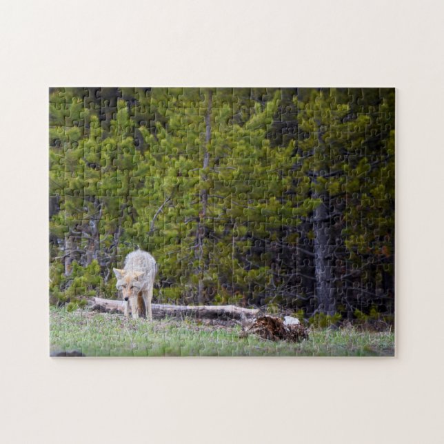 Yellowstone - Neugierige Coyote - 11x14 - 252 Stk. (Horizontal)