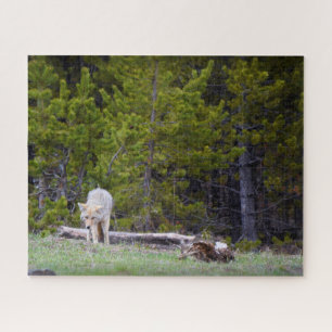 Yellowstone - Neugierige Coyote - 16x20 - 520 Stk.