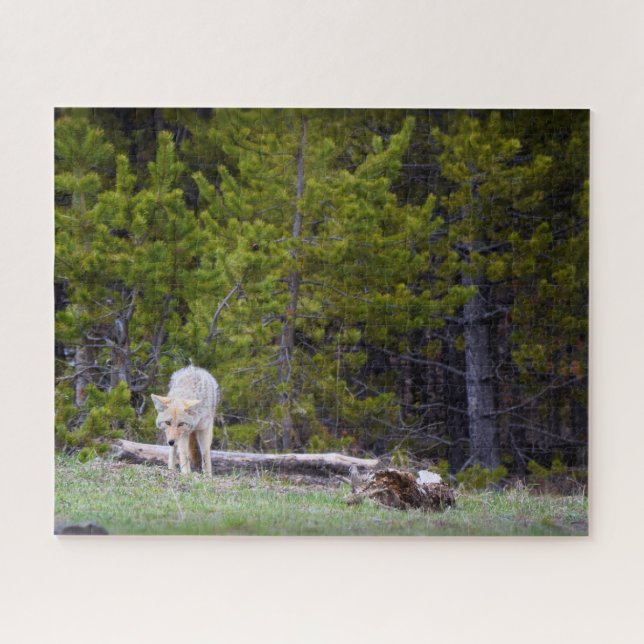 Yellowstone - Neugierige Coyote - 16x20 - 520 Stk. (Horizontal)