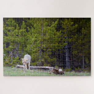 Yellowstone - Neugierige Coyote - 20x30 - 1014 Stk
