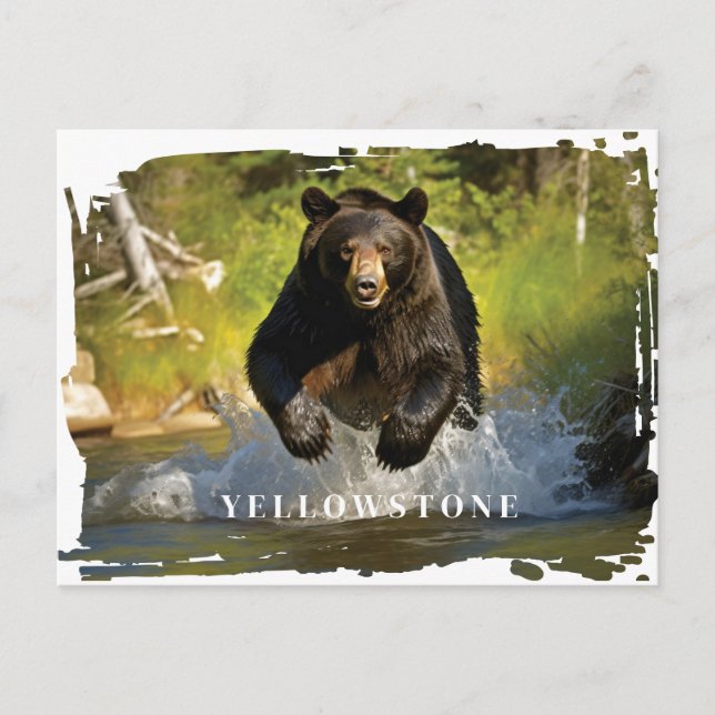 Yellowstone Schwarzbär Postkarte (Vorderseite)