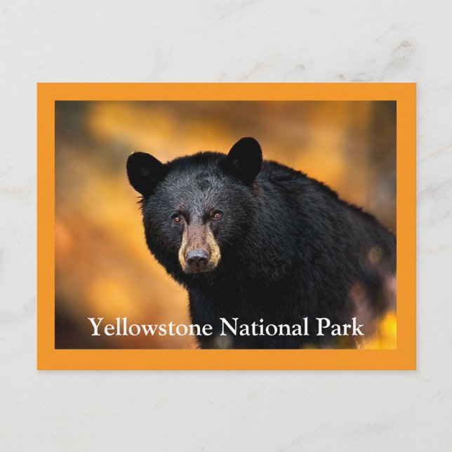 Yellowstone Schwarzbär Postkarte (Vorderseite)
