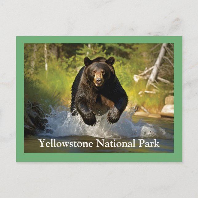 Yellowstone Schwarzbär Postkarte (Vorderseite)
