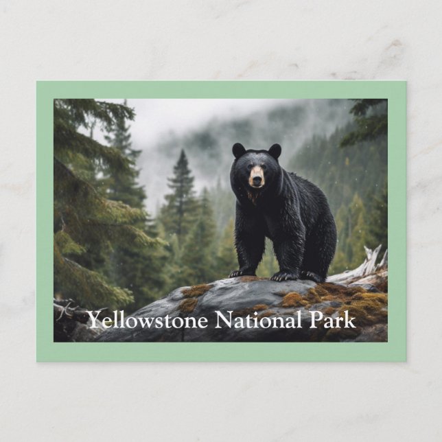 Yellowstone Schwarzbär Postkarte (Vorderseite)