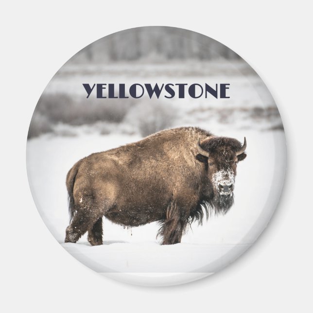 Yellowstone Snowstone Buffalo Souvenir Magnet (Devant)
