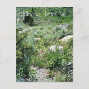 Yellowstone Sommer Postkarte