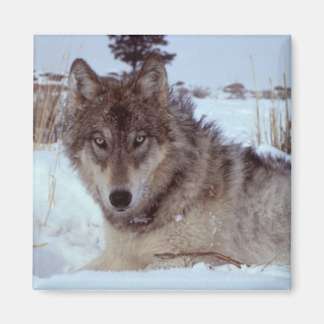 Yellowstone Wolf Magnet (Vorne)