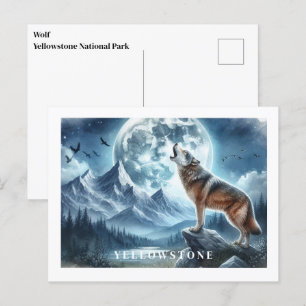 Yellowstone Wolf Postcard Postkarte