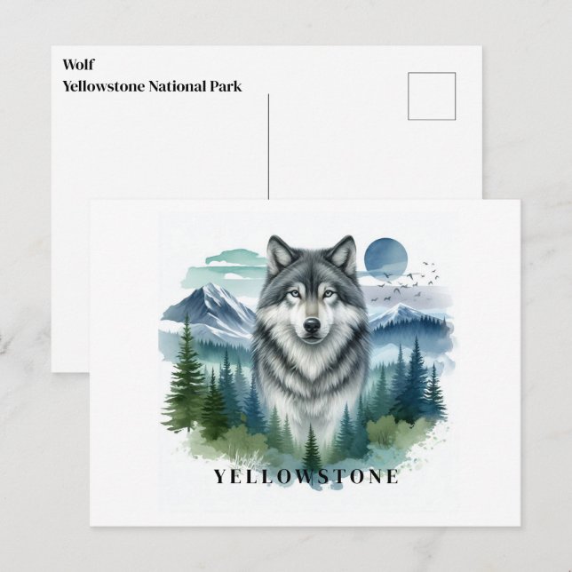 Yellowstone Wolf Postcard Postkarte (Vorne/Hinten)