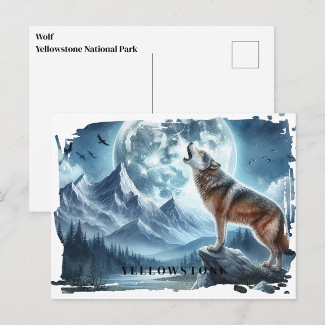 Yellowstone Wolf Postcard Postkarte (Vorne/Hinten)