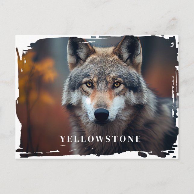 Yellowstone Wolf Postcard Postkarte (Vorderseite)
