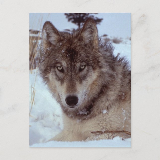 Yellowstone Wolf Postkarte (Vorderseite)
