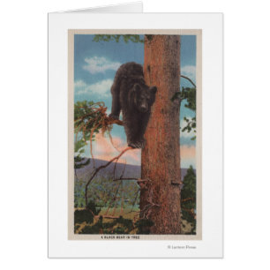 Yellowstone, WYView des schwarzen Bären im Baum