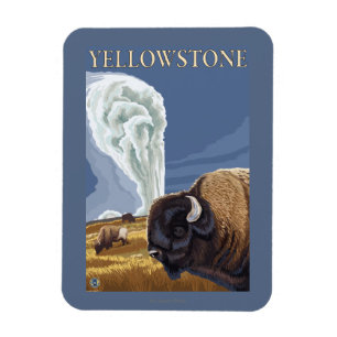 YellowstoneBison mit altem zuverlässigem Magnet