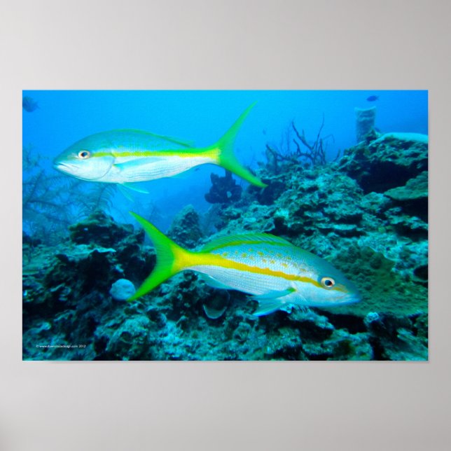 Yellowtail Snappers Poster (Vorne)
