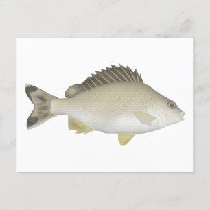 Yellowtail Trumpeter Postkarte