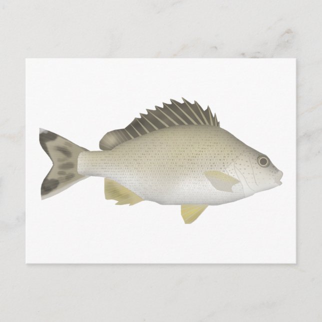 Yellowtail Trumpeter Postkarte (Vorderseite)