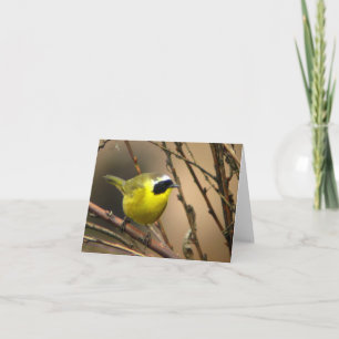 Yellowthroat commun • Joe Sweeney - carte
