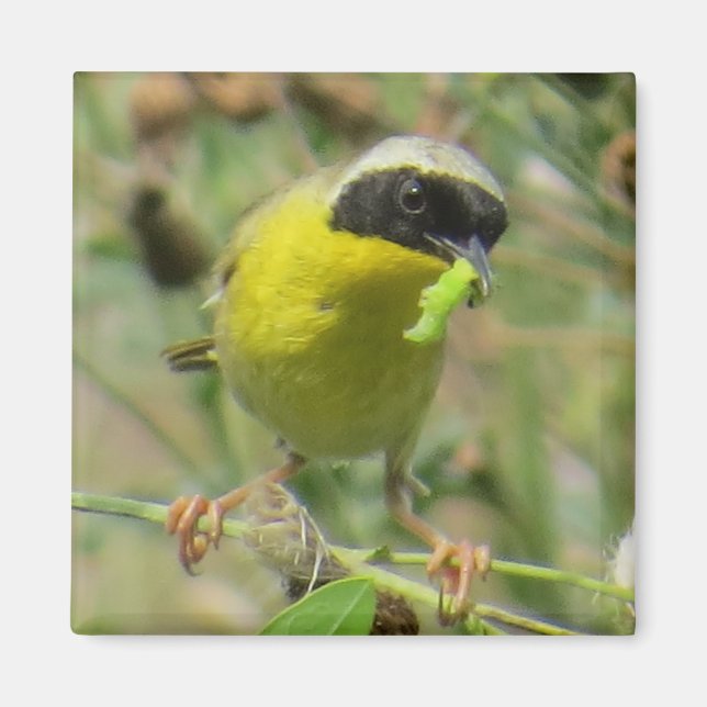 Yellowthroat Magnet (Vorne)
