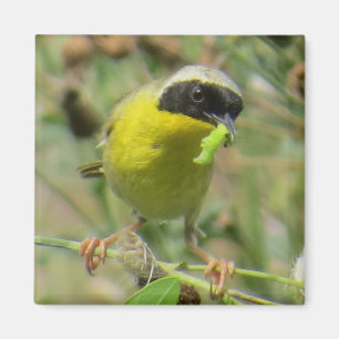 Yellowthroat-Magnet Magnet