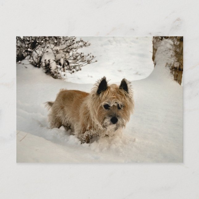 Yeti Postkarte (Vorderseite)