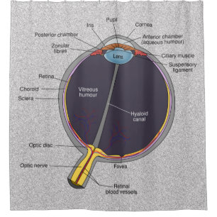 Yeux Anatomie Douche rideau